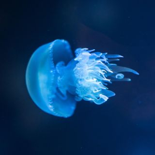 Hydrolysiertes Meereskollagen