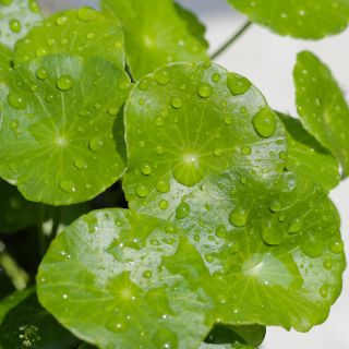 Centella Asiatica-Extrakt